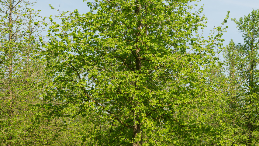 Corylus colurna standard tree