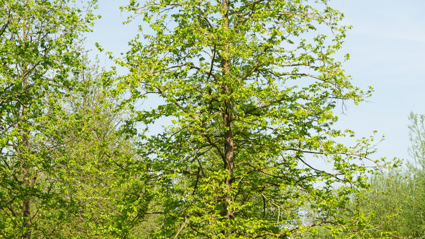 Corylus colurna standard tree