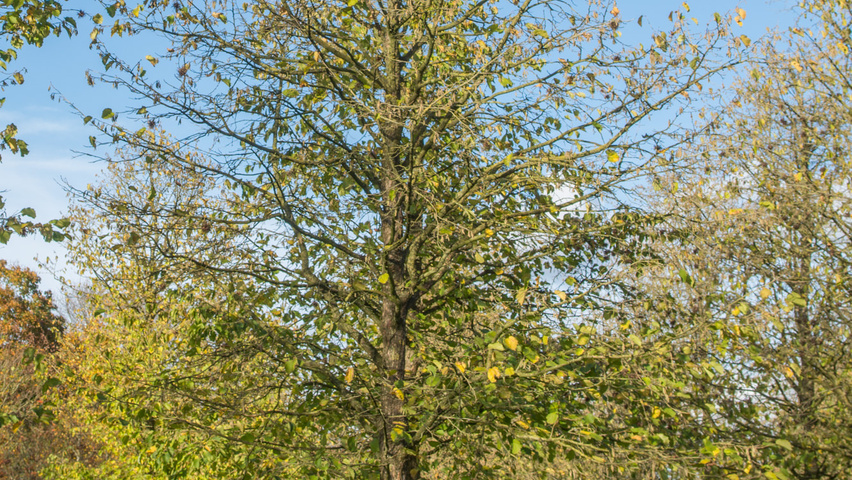 Corylus colurna standard tree
