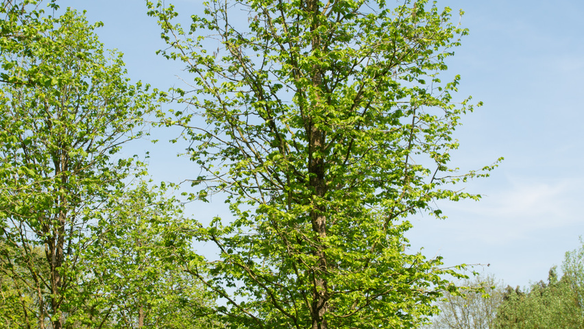 Corylus colurna standard tree