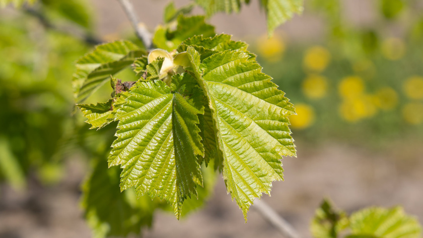 Corylus colurna leaves