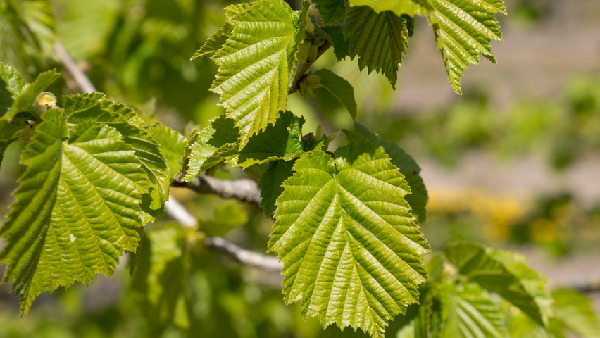 Corylus colurna leaves