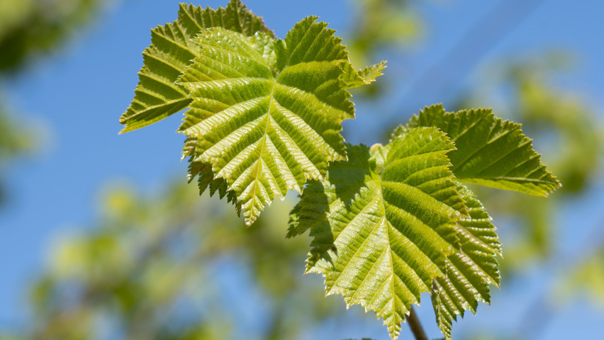 Corylus colurna leaves