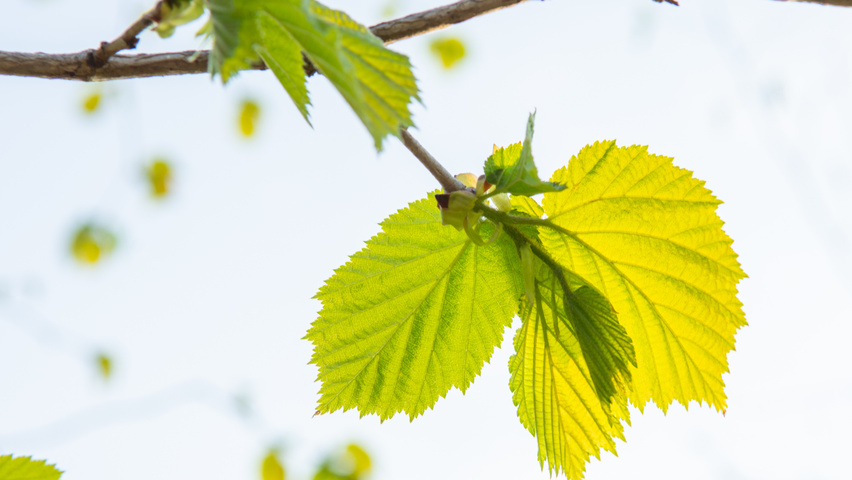 Corylus colurna leaves