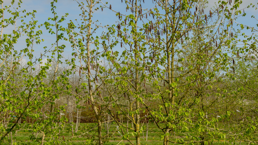 Corylus colurna multi-stem