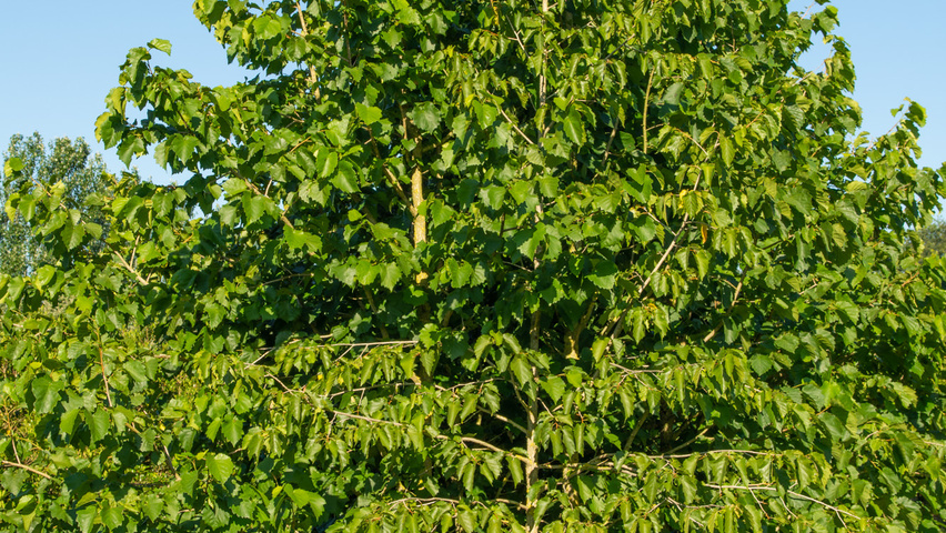 Corylus colurna multi-stem