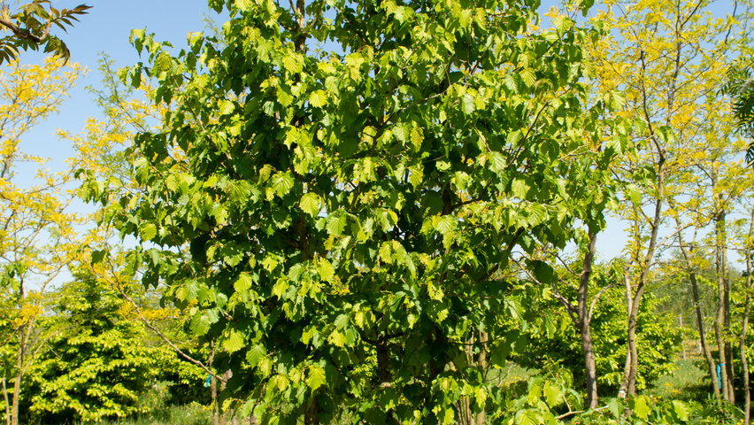 Corylus colurna multi-stem umbrella