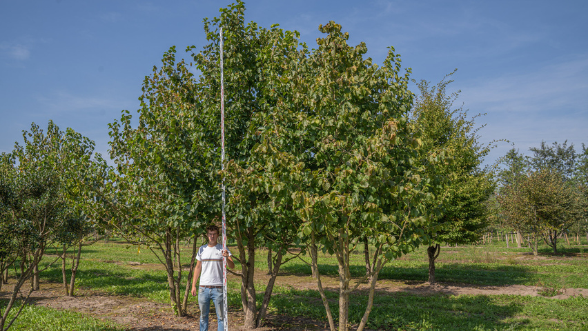 Corylus colurna multi-stem umbrella