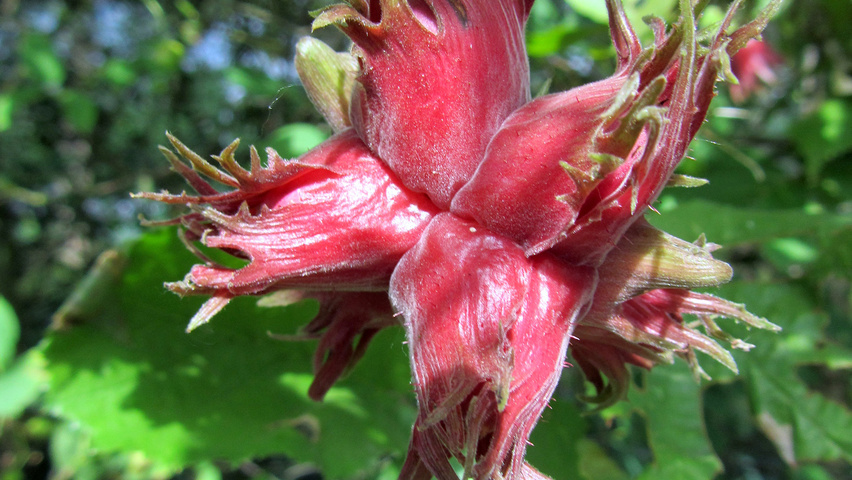 Corylus colurna 'Te-Terra Red' Frucht
