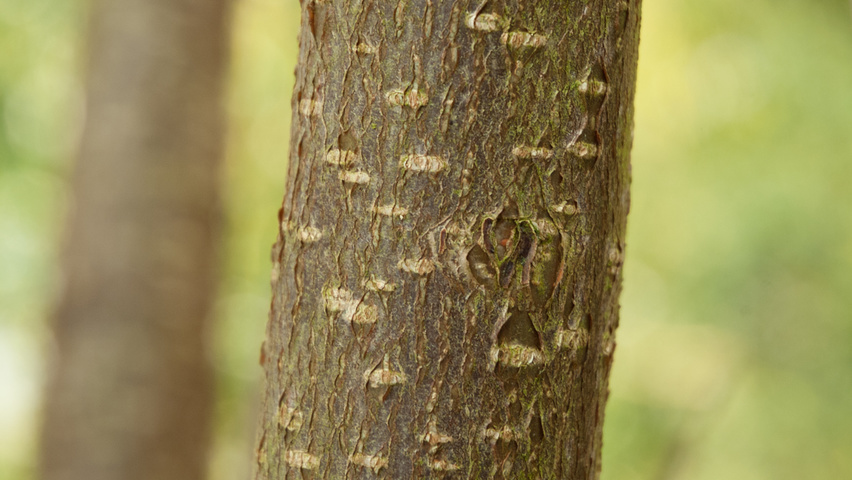 Corylus maxima 'Purpurea' bast