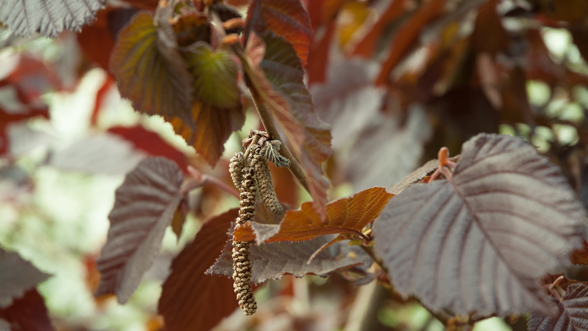 Corylus maxima 'Purpurea' bloem
