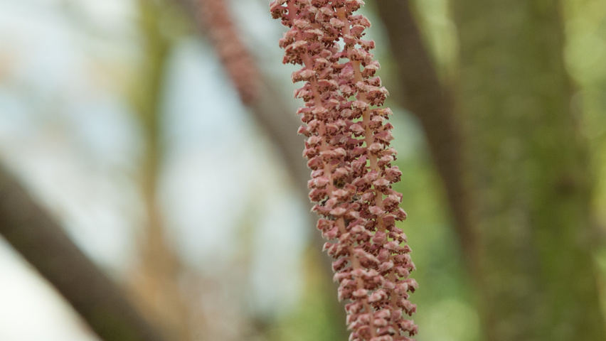 Corylus maxima 'Purpurea' bloem