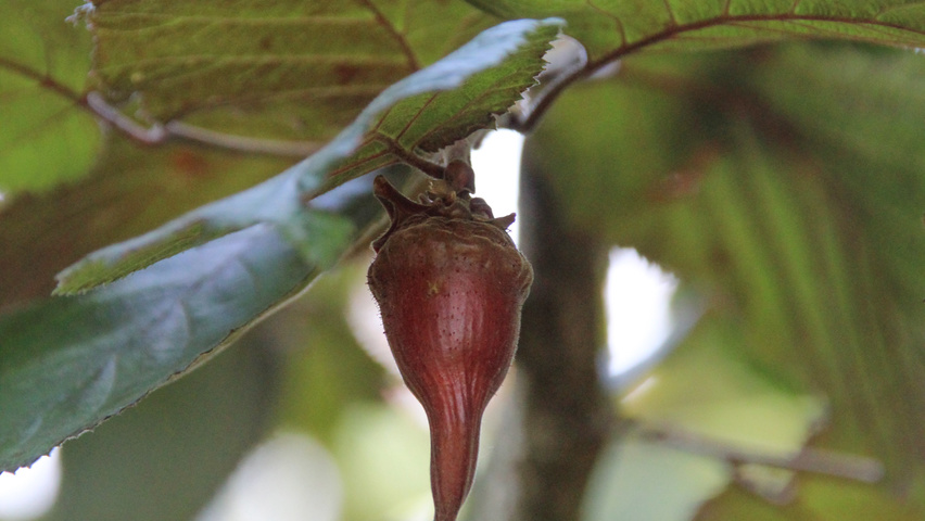 Corylus maxima 'Purpurea' vrucht