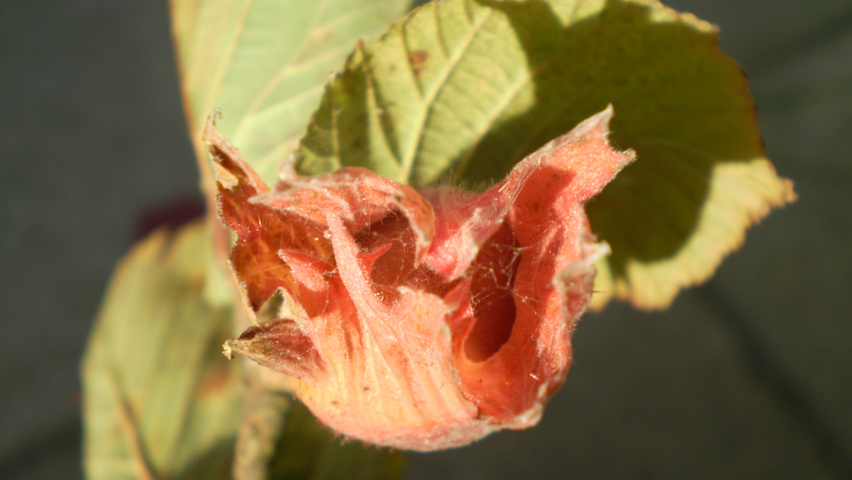 Corylus maxima 'Purpurea' vrucht