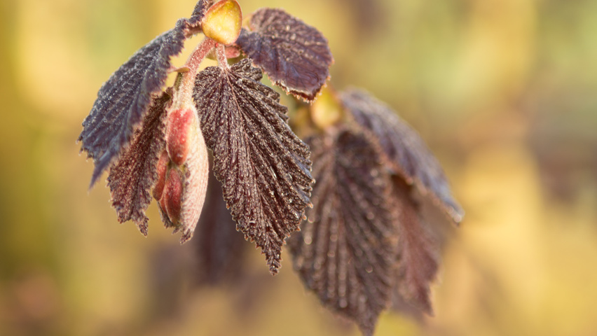Corylus maxima 'Purpurea' blad