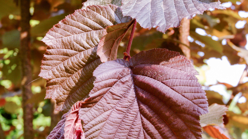 Corylus maxima 'Purpurea' blad