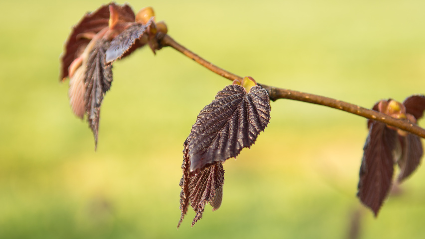 Corylus maxima 'Purpurea' blad