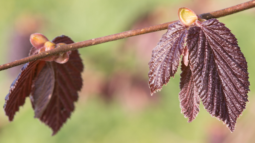 Corylus maxima 'Purpurea' blad