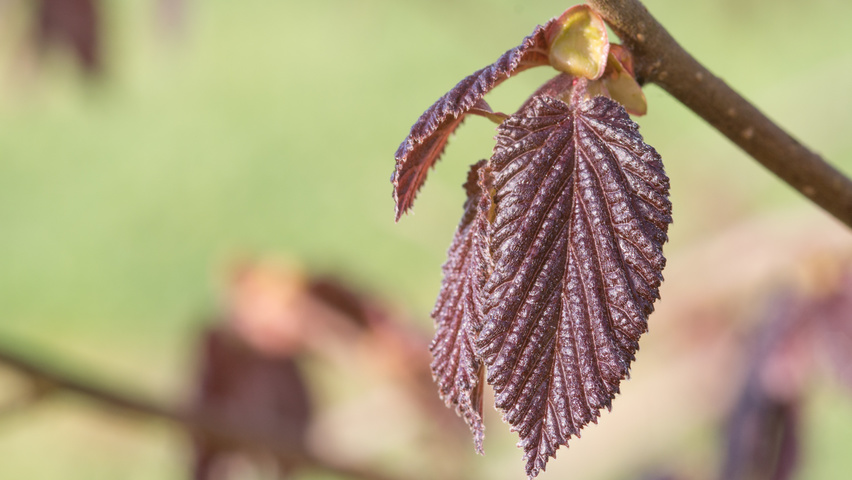Corylus maxima 'Purpurea' blad