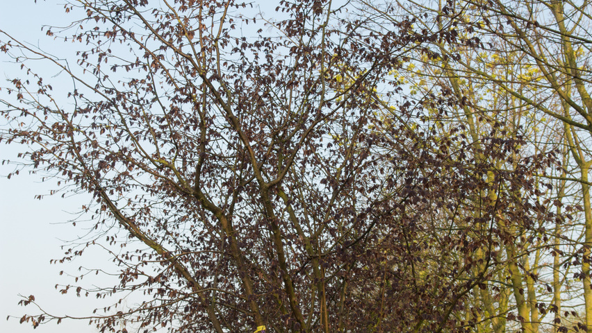 Corylus maxima 'Purpurea' meerstammig parasol