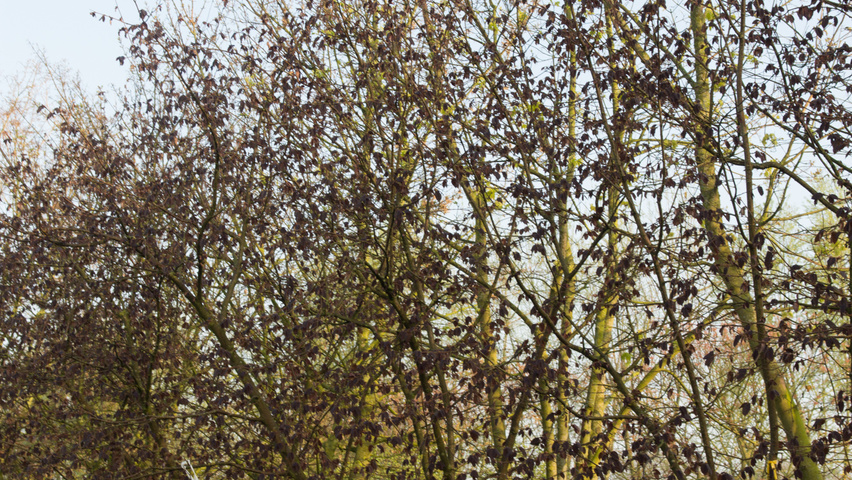 Corylus maxima 'Purpurea' meerstammig parasol