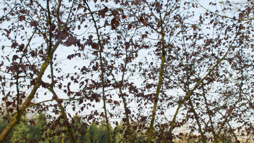 Corylus maxima 'Purpurea' meerstammig parasol
