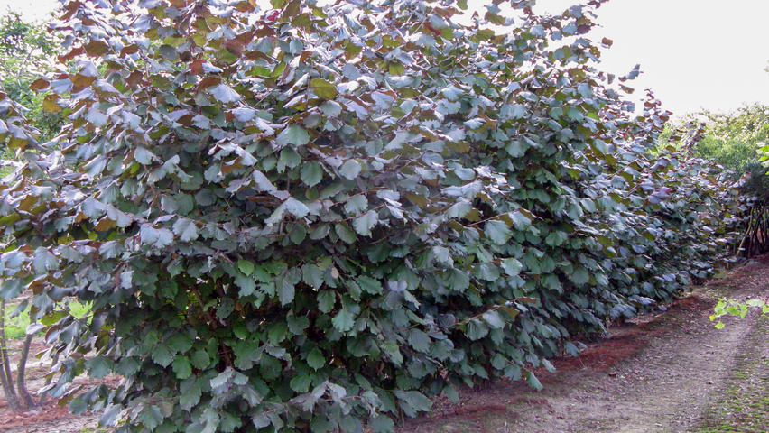 Corylus maxima 'Purpurea' bosplantsoen