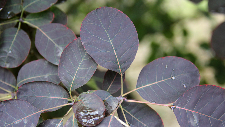 Cotinus coggygria 'Royal Purple' листья