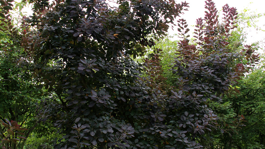 Cotinus coggygria 'Royal Purple' Многоствольные деревья