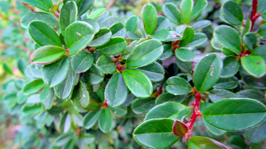 Cotoneaster radicans 'Eichholz' листья
