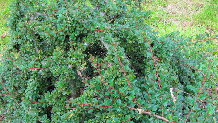 Cotoneaster radicans 'Eichholz' Кустарники-солитеры