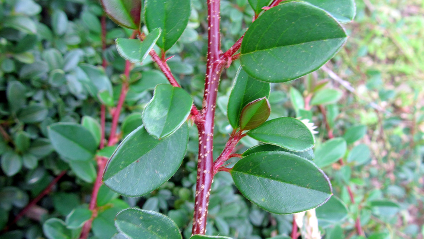 Cotoneaster radicans 'Eichholz' ветви