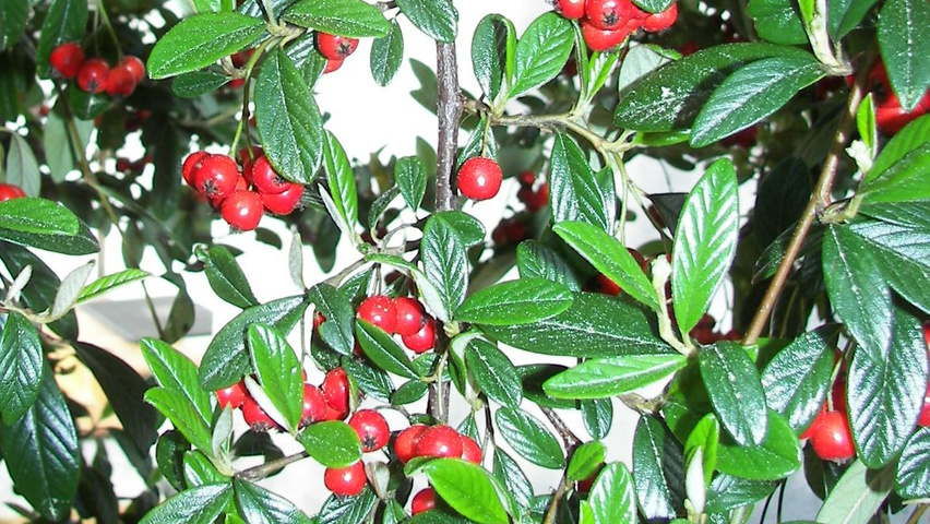Cotoneaster franchetii плоды