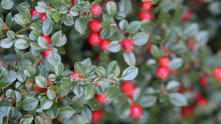 Cotoneaster horizontalis vrucht