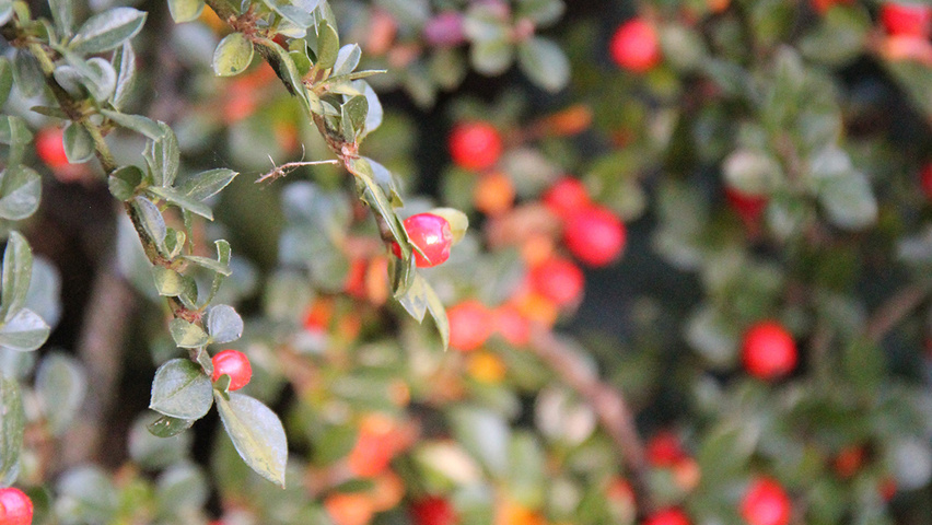 Cotoneaster horizontalis vrucht