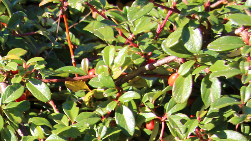 Cotoneaster horizontalis blad