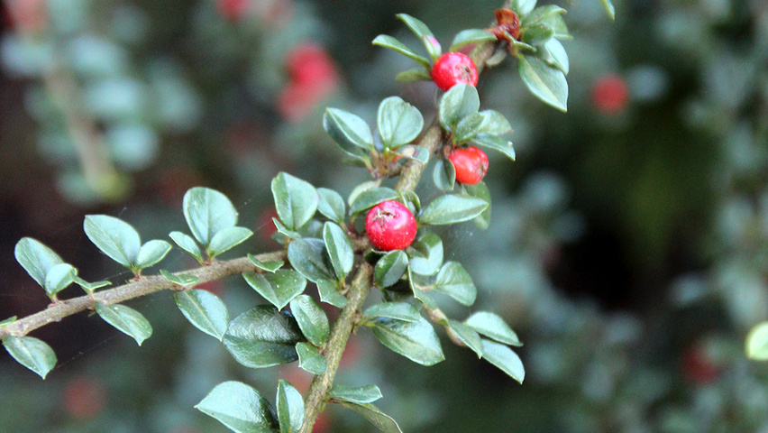 Cotoneaster horizontalis twijgen