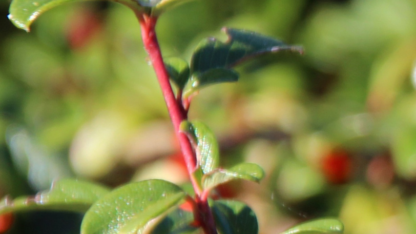 Cotoneaster horizontalis twijgen