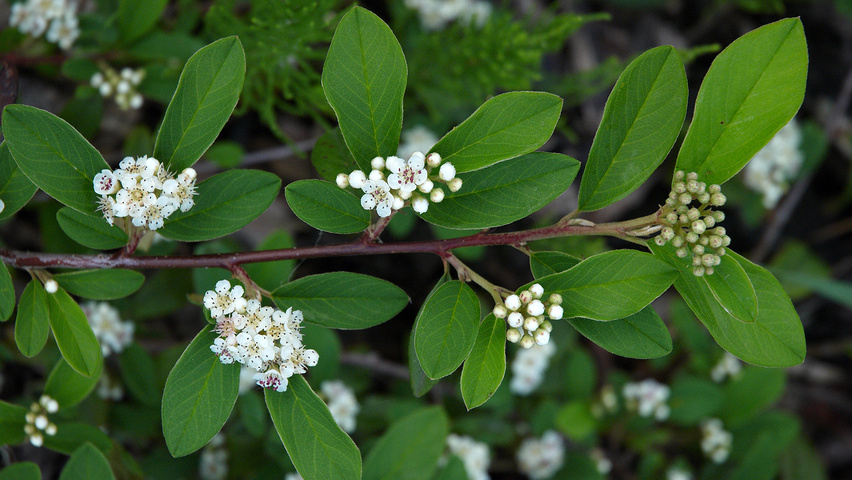 Cotoneaster salicifolius kwiaty