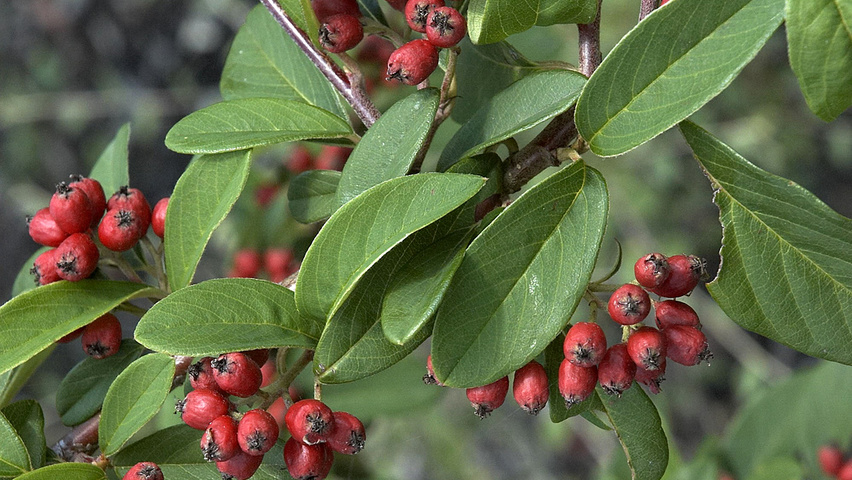 Cotoneaster salicifolius owoce