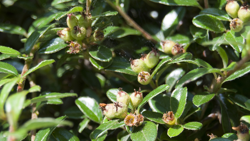 Cotoneaster x suecicus 'Coral Beauty' vrucht