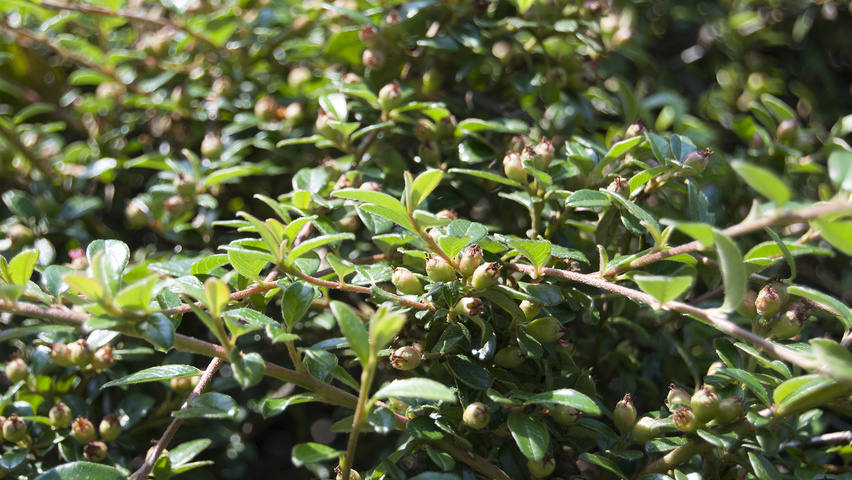 Cotoneaster x suecicus 'Coral Beauty' blad