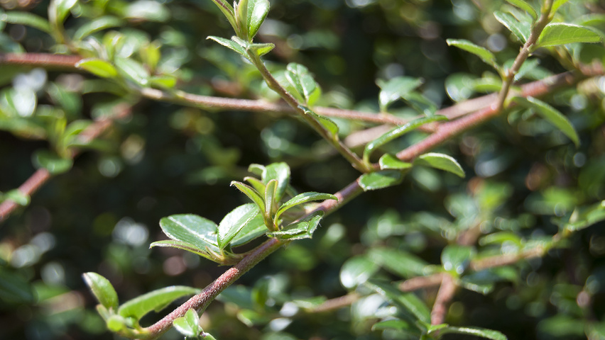 Cotoneaster x suecicus 'Coral Beauty' twijgen