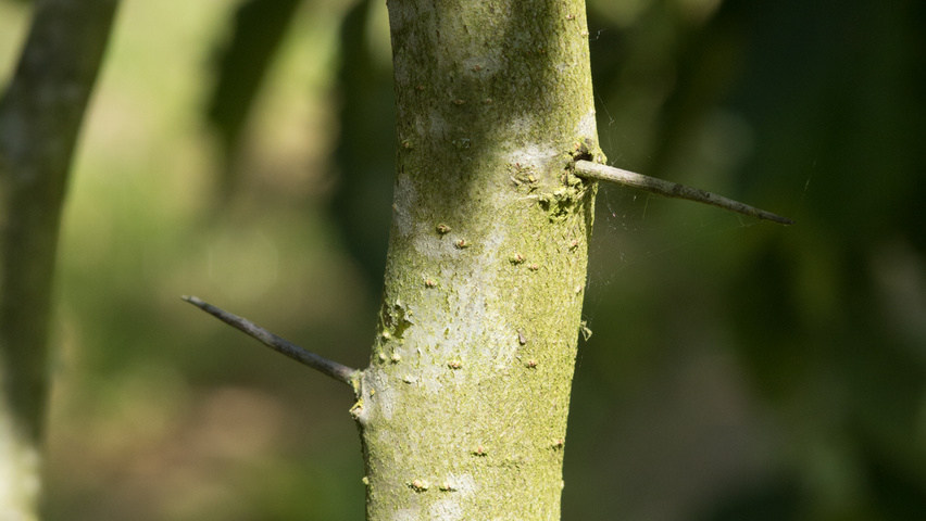 Crataegus coccinea bark