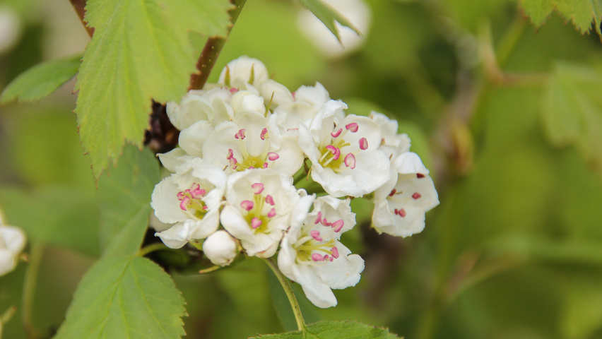 Crataegus coccinea flowers