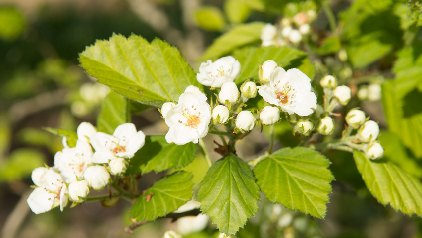 Crataegus coccinea flowers