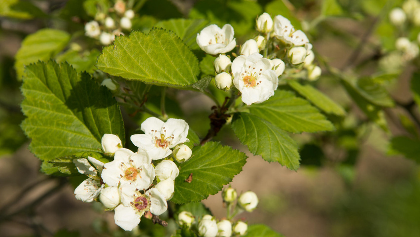 Crataegus coccinea flowers