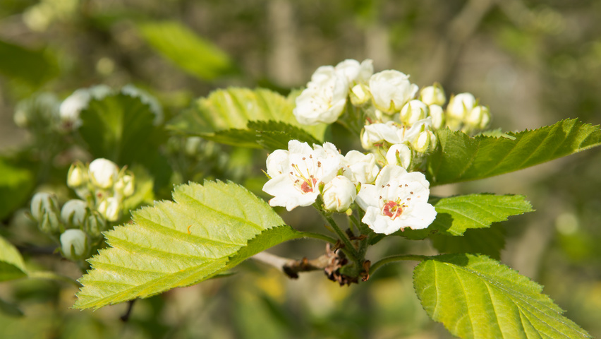Crataegus coccinea flowers