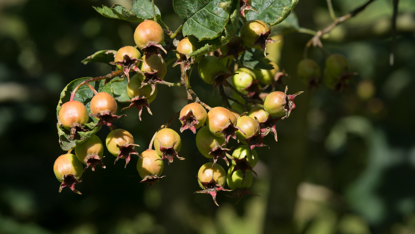 Crataegus coccinea fruits
