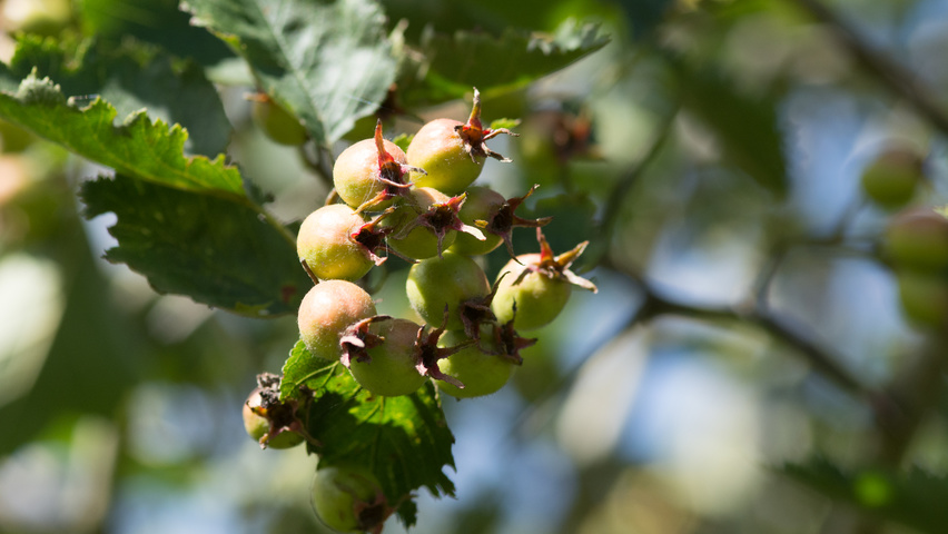 Crataegus coccinea fruits